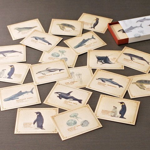 海の生き物たちの小さな図鑑風メッセージカードBOX