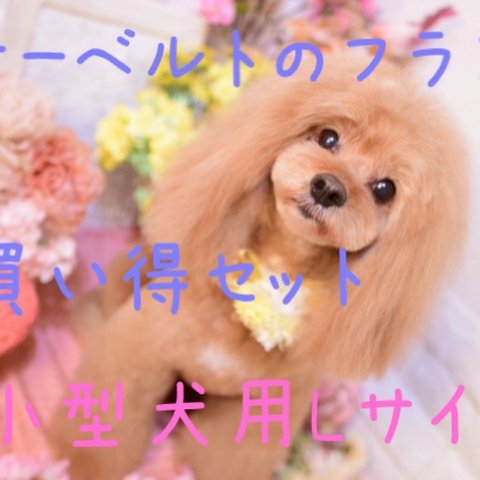 マナーベルトお買い得セット(小型犬用Lサイズ)