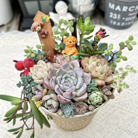 【送料無料】可愛い♡コーヒーカップに入ったトイプードルちゃん♪多肉植物寄せ植え　プレゼント