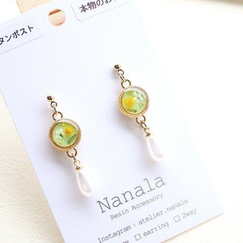 本物のお花のミモザのピアス/イヤリング　レジンアクセサリ―　