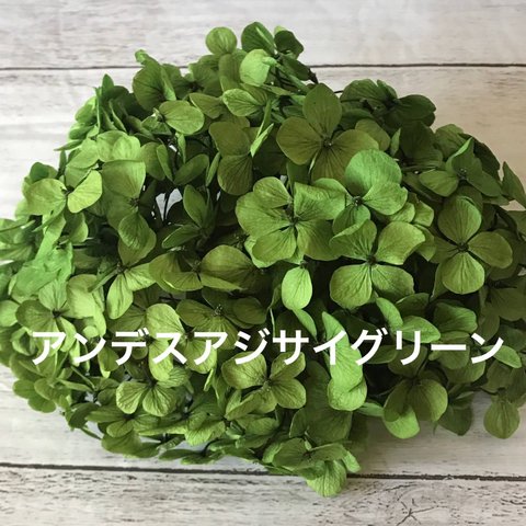 アンデスアジサイグリーン入荷❣️ハーバリウム花材プリザーブドフラワー