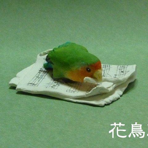 楽譜をカミカミするコザクラインコさん