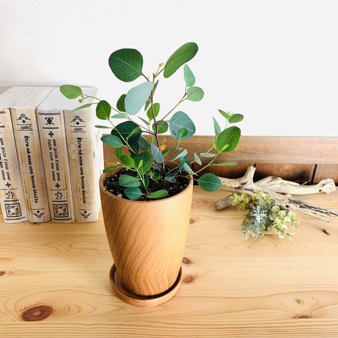 Rose Wood テラコッタ鉢　ユーカリ　ポポラス　受け皿付き 観葉植物　インテリア