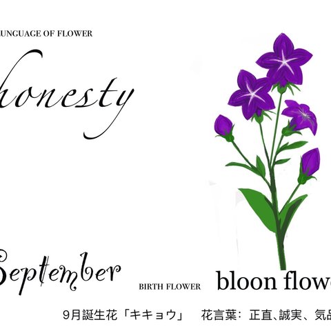 9月誕生花キキョウ