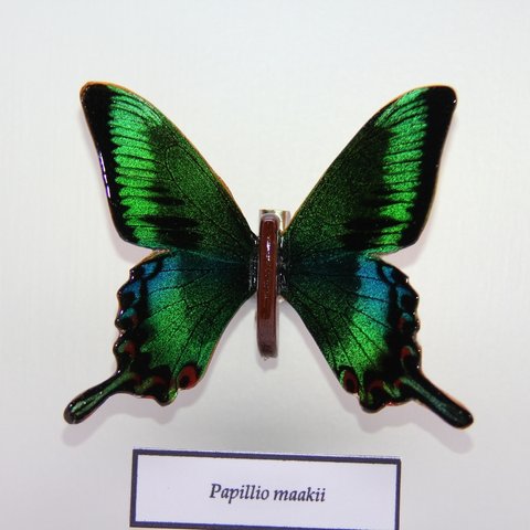 木製蝶々標本ブローチ「ミヤマカラスアゲハ」