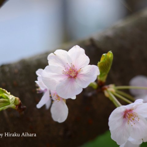 花の癒し