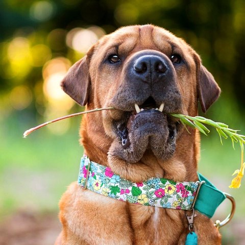 tropical 首輪　中型犬　Mサイズ　シルバー