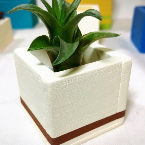 <new> wood  cube mini cream×chocolate (エアープランツ ブラキカウロス)
