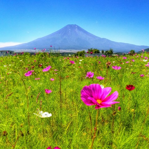 世界遺産 富士山 秋桜 写真 A4又は2L版 額付き