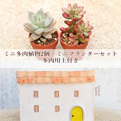 多肉植物2個×ミニプランターセット メゾンワイド 培養土付き 鉢 雑貨 寄せ植え かわいい ミニ おしゃれ ガーデン