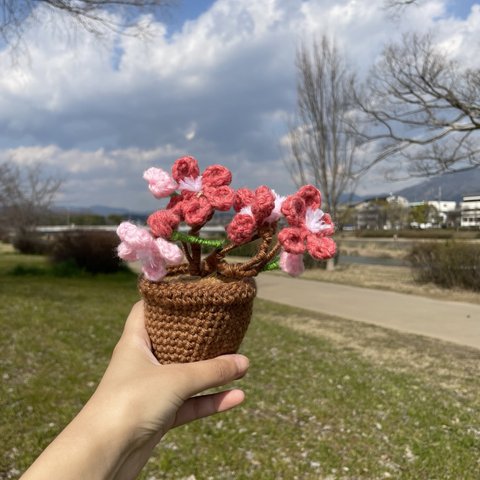 枯れないお花/桜のミニポッド