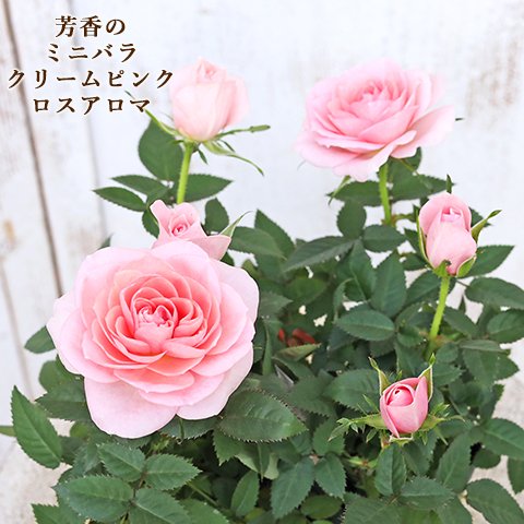 🌷花苗 ミニバラ クリームピンクロスアロマ 3号ポット 芳香性 四季咲き アンティーク 庭 鉢植え