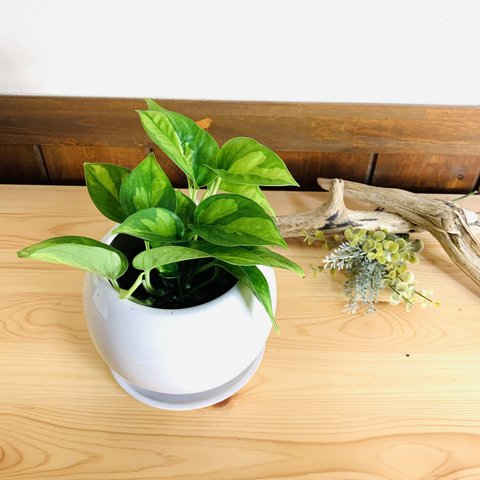 【育てやすい】ポトス　グローバルグリーン　4号　たまご鉢　陶器鉢　受け皿付き　観葉植物　