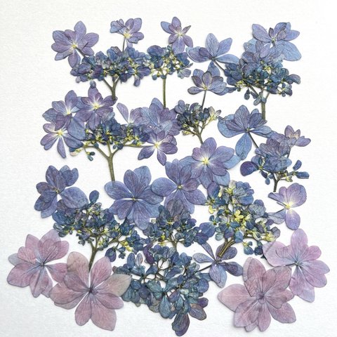 紫陽花の押し花　#1