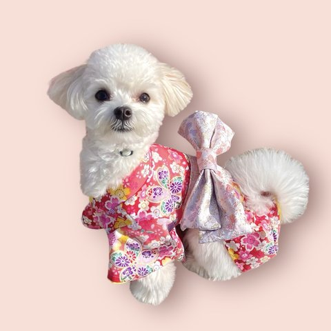 犬の着物👘