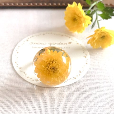 菊-kiku- ring