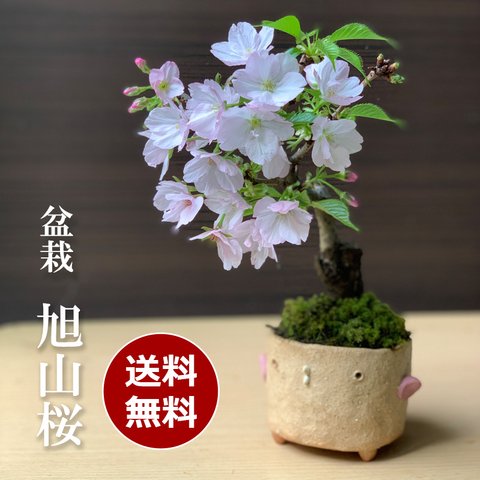 【2024年開花終了】桜・・・そう聞くだけで心和む景色を貴方のもとへ【旭山桜の盆栽真山茜トリ鉢）】