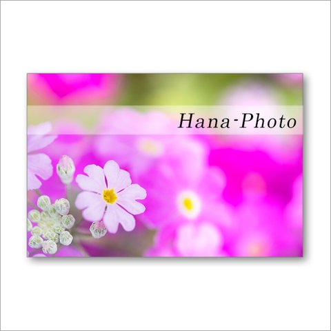 1516）カラフルな春の花たち　　　 ポストカード5枚組