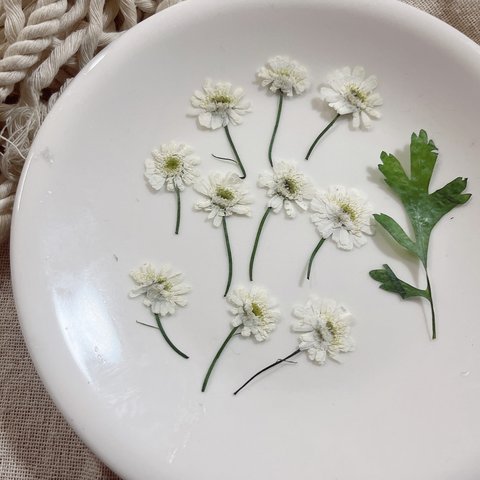 【押し花】マトリカリア　ダブルラテ茎　10本