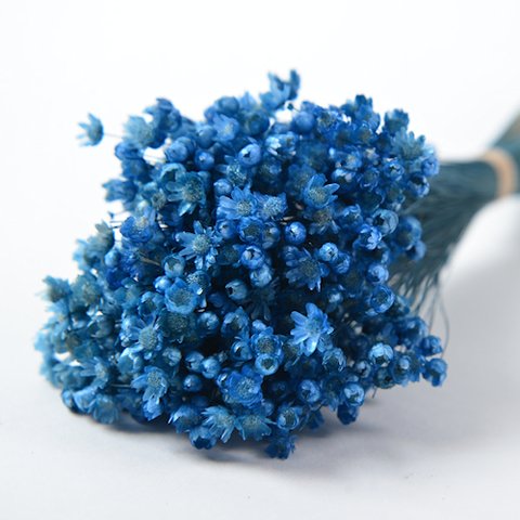 １束：約4０本 おすそ分け ミニ　マルセラ　スターフラワー　ブルー　青　束の中には折れているものやお花のついていないものが含まれる場合があります。天然素材の特徴とご理解ください。