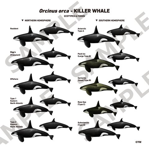 シャチ・クジラ・イルカのアートフレーム（5種）
