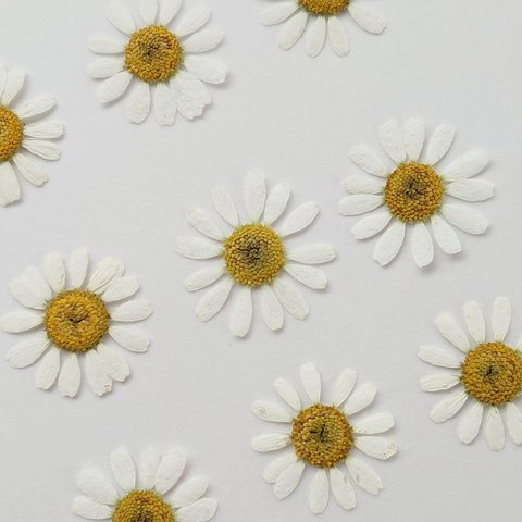 〔押し花〕 15枚 マトリカリア(シングルペグモ) 白色　
