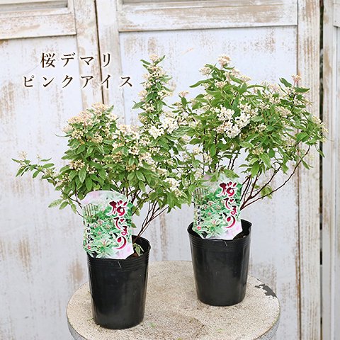 値下げセール 花苗 コデマリ 桜でまり ピンクアイス 3号 低木 斑入り 白 春 花が咲く 美しい