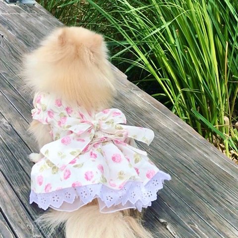 犬服　yuwa秋のバラ　シャーリングワンピース　
