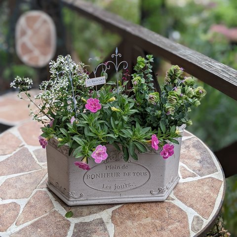 🌸カリブラコアの寄せ植え♡