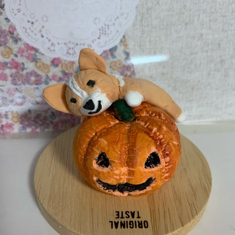 ジャックオランタン🎃に甘えん坊コーギー♡