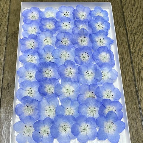と⑤ macoronのお花畑で咲いた青く涼やかなネモフィラのドライフラワー40冠‼️