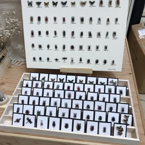 ✴︎全55種類✴︎ 選べる昆虫標本ピンバッチ 