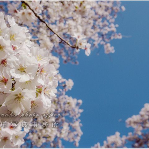 青空の下の桜の花 LP0565