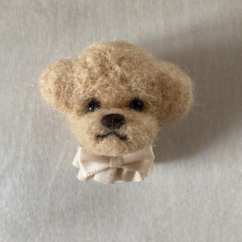 クリームカラーのトイプードルちゃん🐩