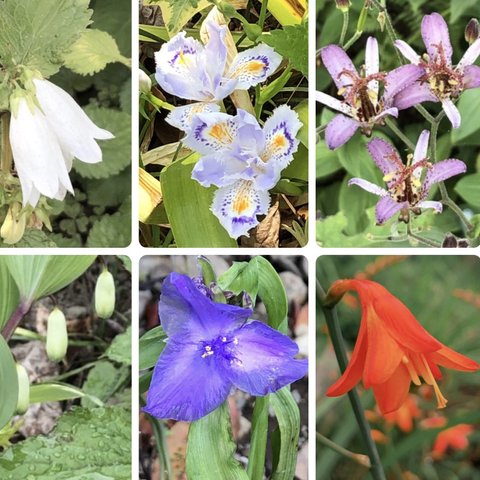 【母の日ギフト】 花苗 山野草 6種類 ＊ ホタルブクロ シャガ ホトトギス ナルコユリ ムラサキツユクサ