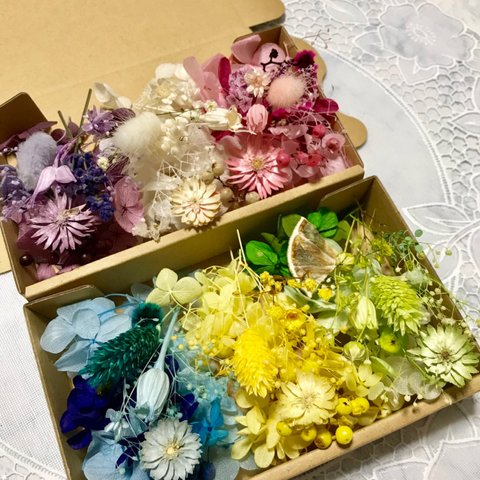 6色2Boxチーゼルフラワー＊ハーバリウム 花材ドライフラワー  花材セット