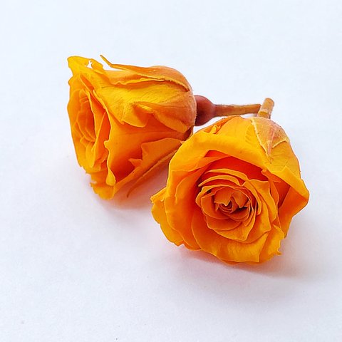 シェア花材☆ピッコラブロッサムローズ　    タンジェリンオレンジ