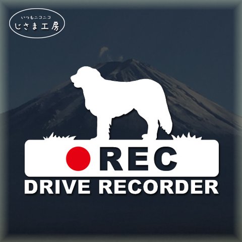 バーニーズマウンテンドッグの白色シルエットステッカー‼後方注意‼『DRIVE　RECORDER』