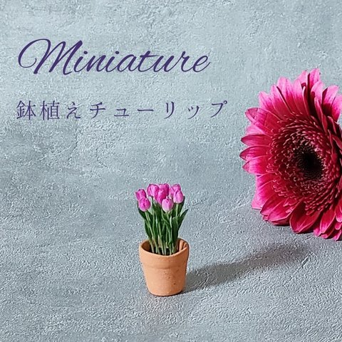 ミニチュアチューリップ　鉢植え　濃いピンク