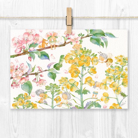 ポストカード おしゃべりな春／菜の花と桜（2枚セット）P-0282