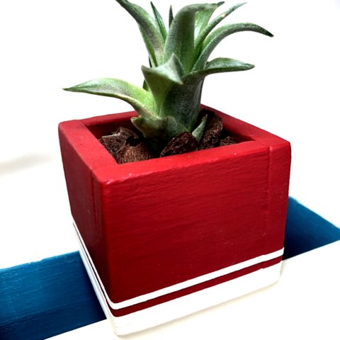 <new> wood  cube mini red×white line(エアープランツ)