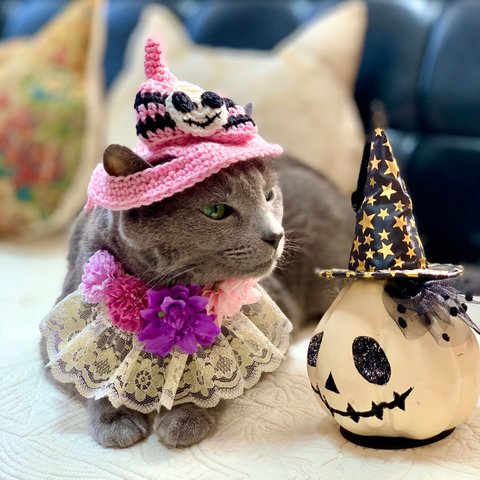 【猫用】ハロウィンジャックリボン帽子