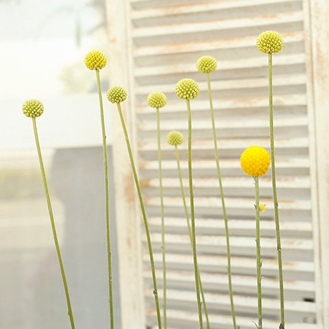 再入荷🌺花苗 クラスペディア ゴルフビューティ 3号 宿根 黄色の花 個性的 ドライフラワー 切花 花壇 庭 鉢植え アレンジフラワー