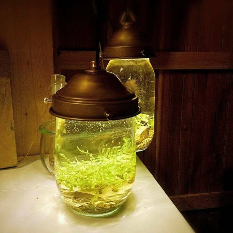 砥石の植木鉢付き アクアリウム WECK瓶盆栽 チューリップ 1L 瓶栽 #3308 さゞれ鉢