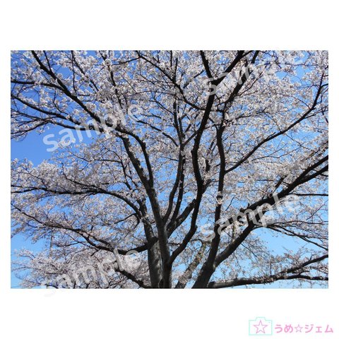 桜《sakura-006》　4200×3150（JPGファイル,300dpi）