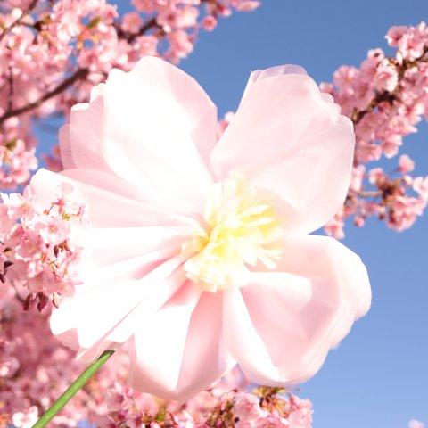 ジャイアントフラワー桜(うすももいろ)