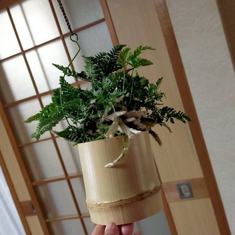トキワシノブ吊り竹苔盆栽★初夏フェア