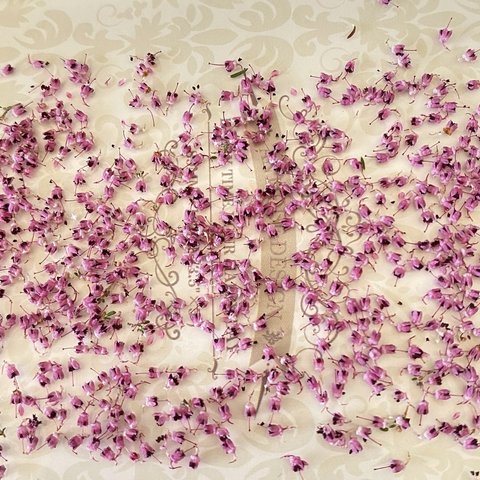 新種❣️綺麗色ピンク❣️形が可愛いエリカ極小サイズ❣️パーツ❣️ハンドメイド花材ドライフラワー