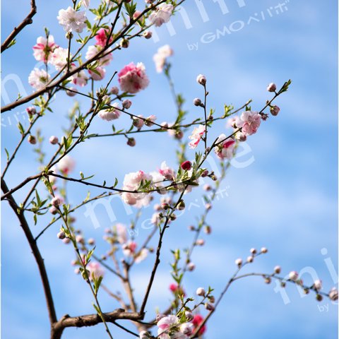 『桜の花』　タテ構図