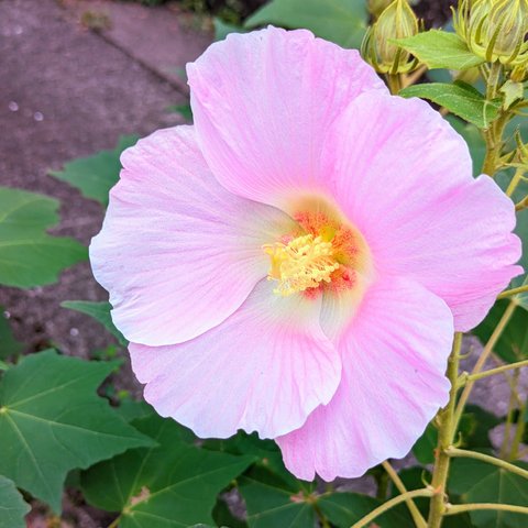 芙蓉の種　100粒　夏、大輪の花(10~15㎝）が次々咲く！　初心者向けの花木！